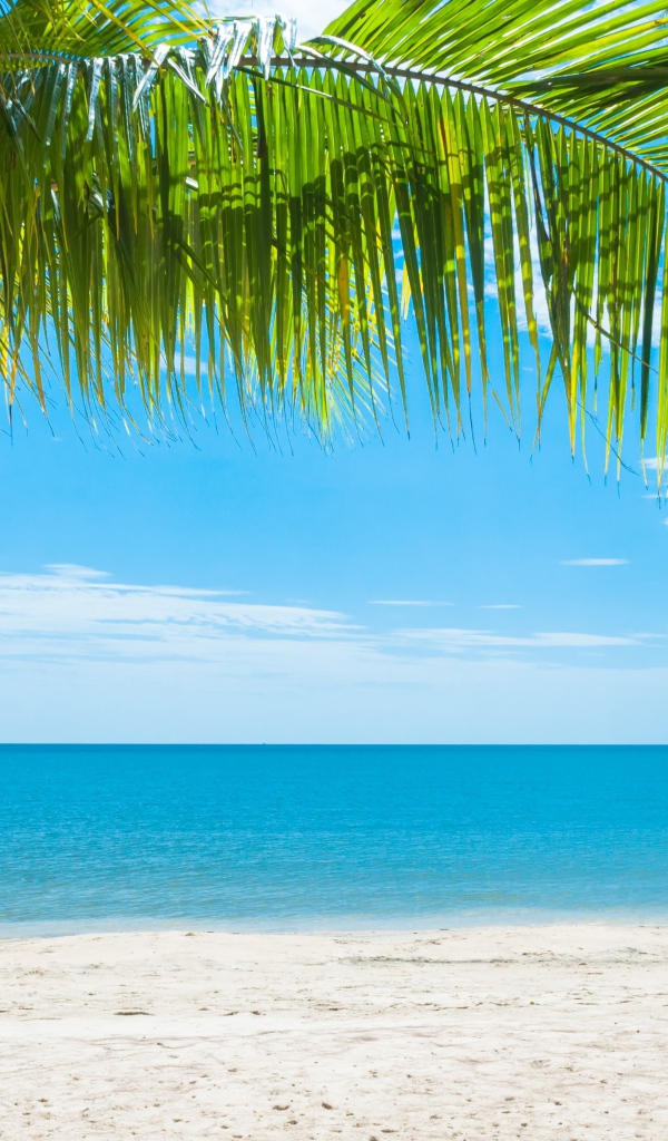 Красивый тропический пляж под голубым небом 