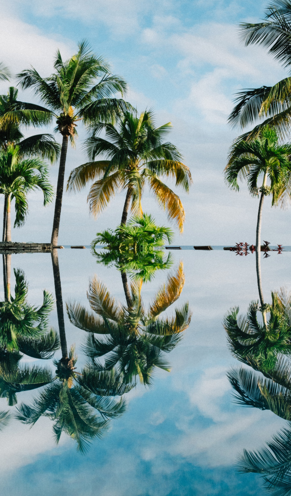 Зеленые пальмы отражаются в воде на пляже 