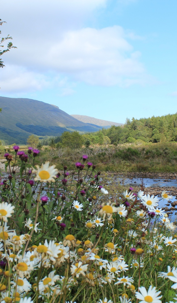 Полевые ромашки и чертополох на берегу горной реки
