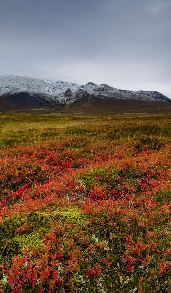 Поле на фоне заснеженной горы, Исландия