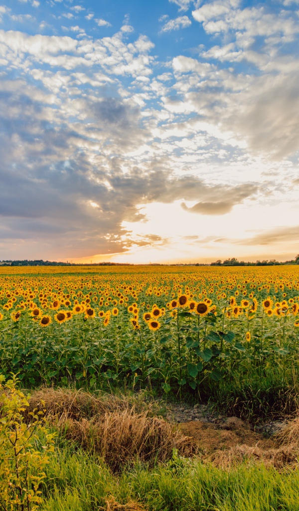 Поле цветущих подсолнухов под красивым небом