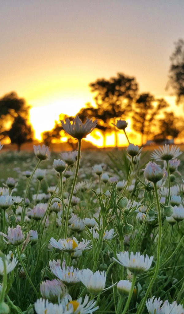 Поле белых цветов ромашки на фоне заката