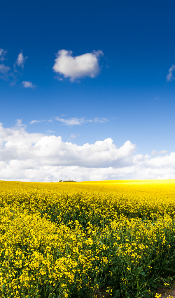 Rapeseed field under a blue sky with clouds