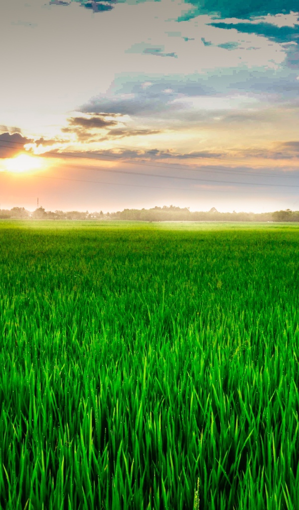 Восход летнего солнца над полем с зеленой пшеницей