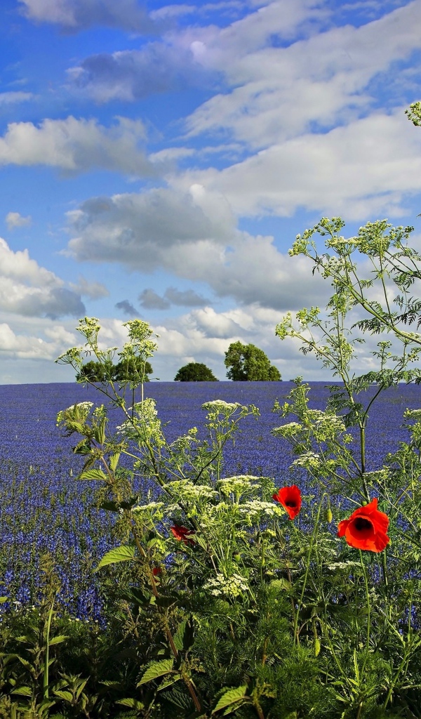 Вид на поле с голубыми цветами под красивым голубым небом с белыми облаками