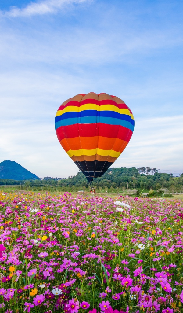 Воздушный шар над полем цветущей космеи под голубым небом