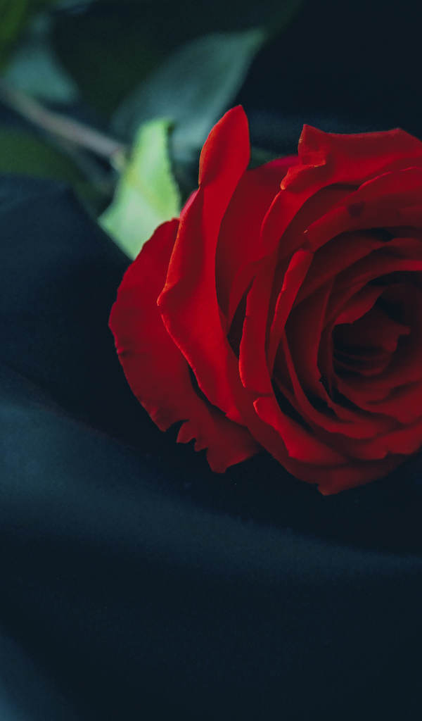 Красивая красная роза лежит на черном покрывале
