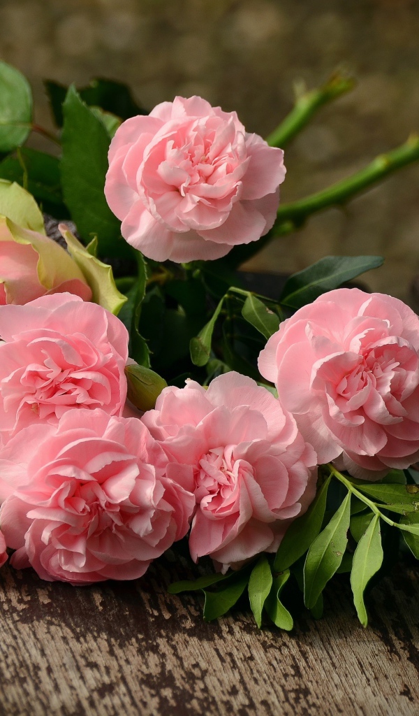 Букет красивых нежных розовых роз лежит на деревянной лавке