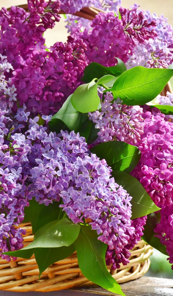 Букет красивой сирени в корзине