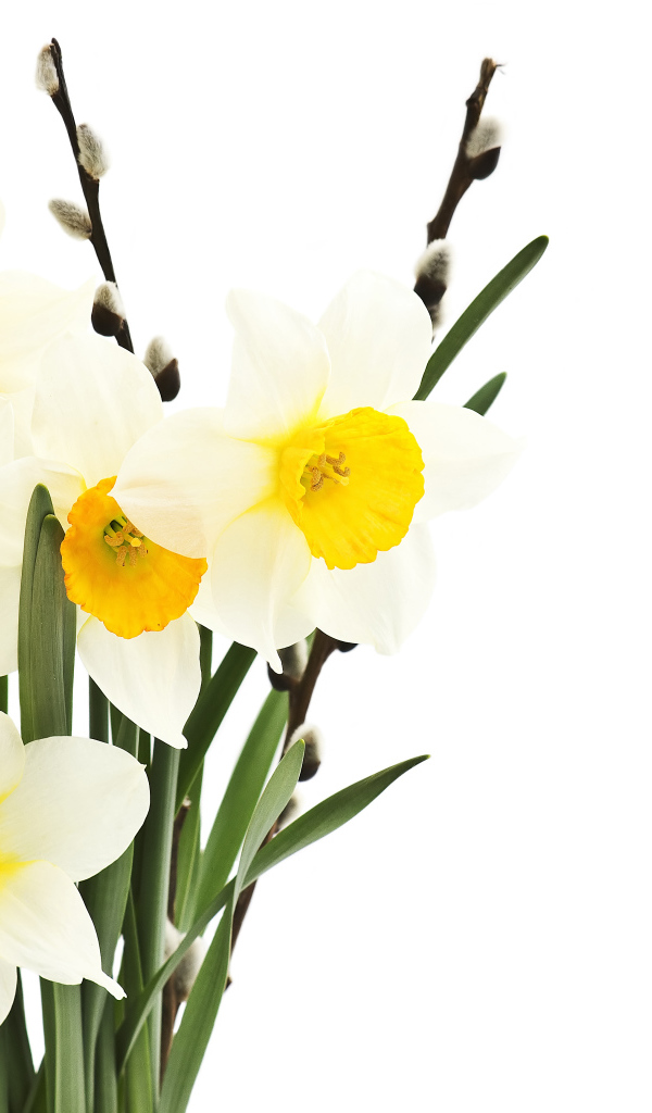 Букет нарциссов и вербы на белом фоне