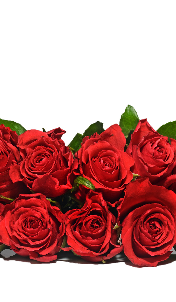 Букет красных роз с зелеными листьями на белом фоне 