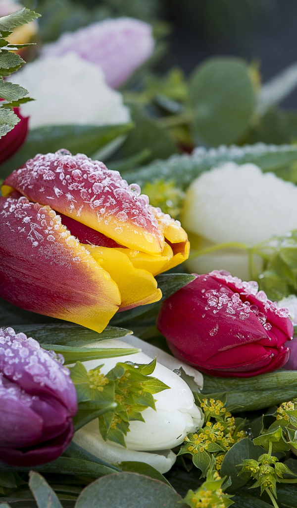 Букет нежных тюльпанов покрыт инеем