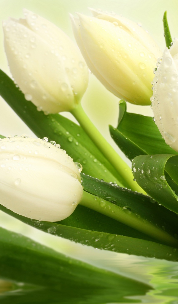 Букет нежных белых тюльпанов в воде