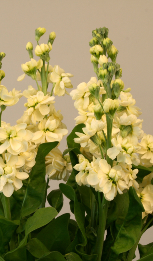 Букет белых цветов левкой 