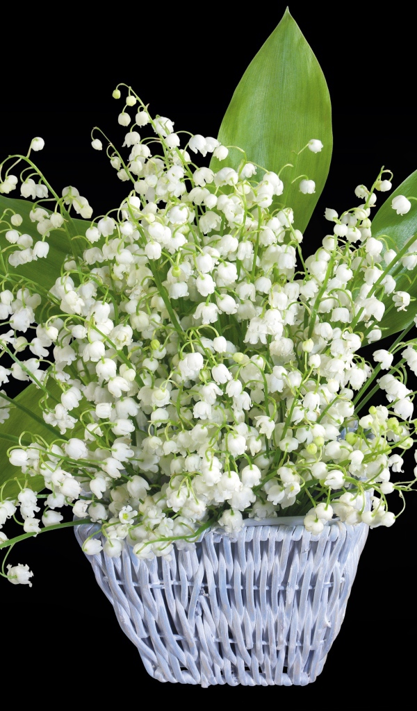 Букет белых ландышей в корзине на черном фоне