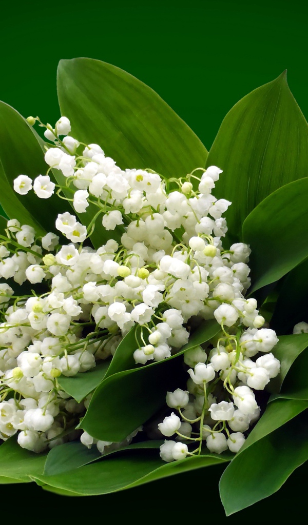 Букет белых ландышей на зеленом фоне