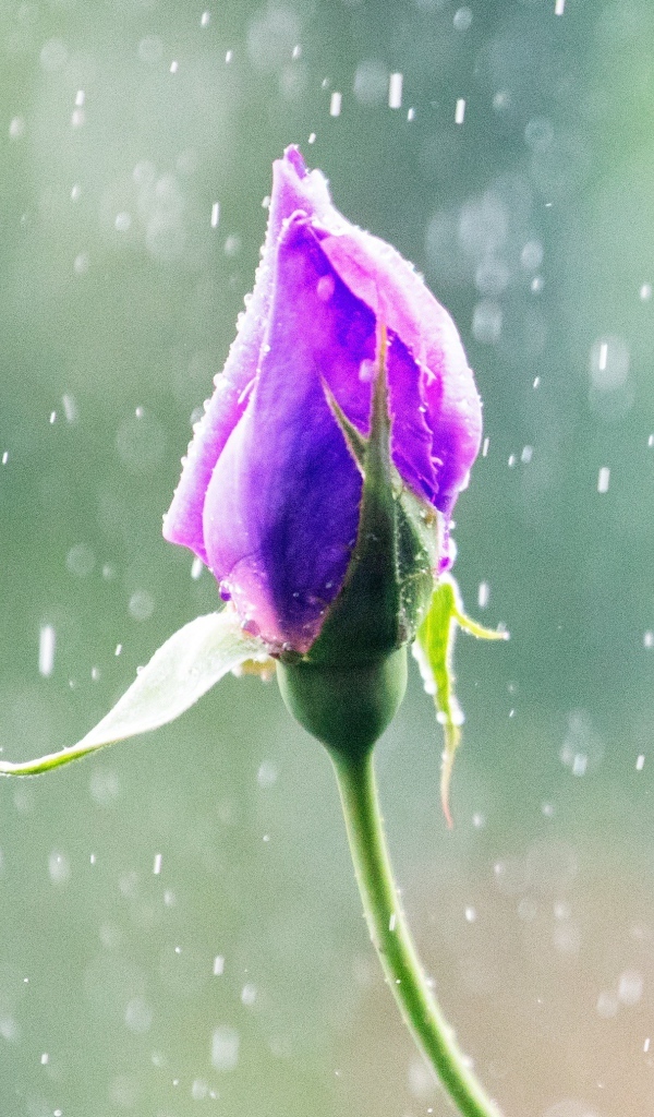 Бутон красивой розы под дождем