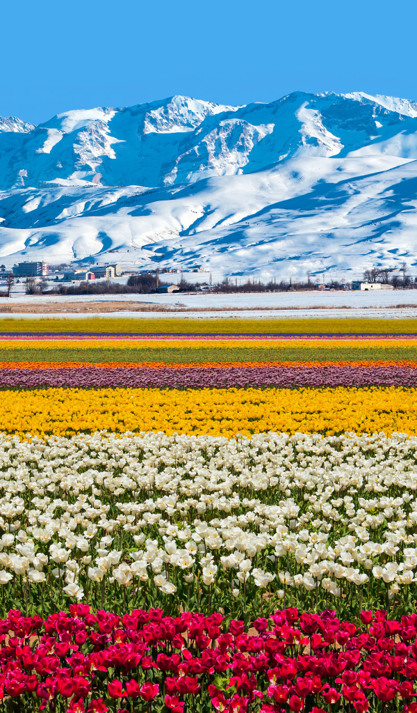 Поле разноцветных тюльпанов на фоне заснеженных гор 