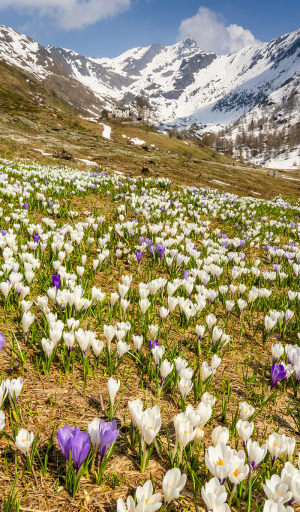 Поле разноцветный крокусов на фоне заснеженных гор