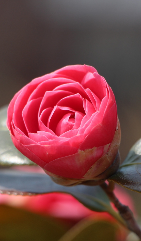 Нераспустившийся цветок розовой камелии