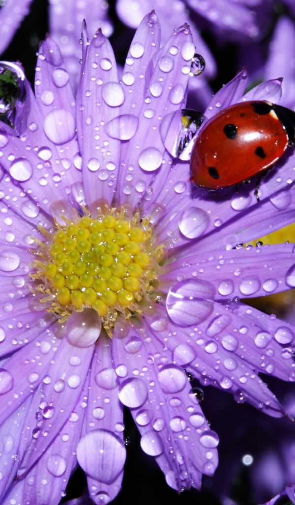 Божья коровка сидит на покрытом каплями воды цветке астры
