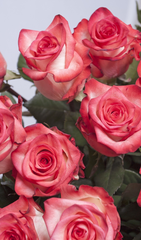 Большой букет розовых роз на сером фоне