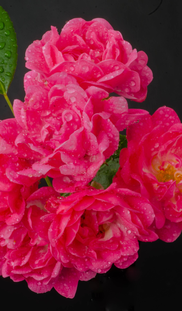 Много розовых роз в каплях воды на сером фоне