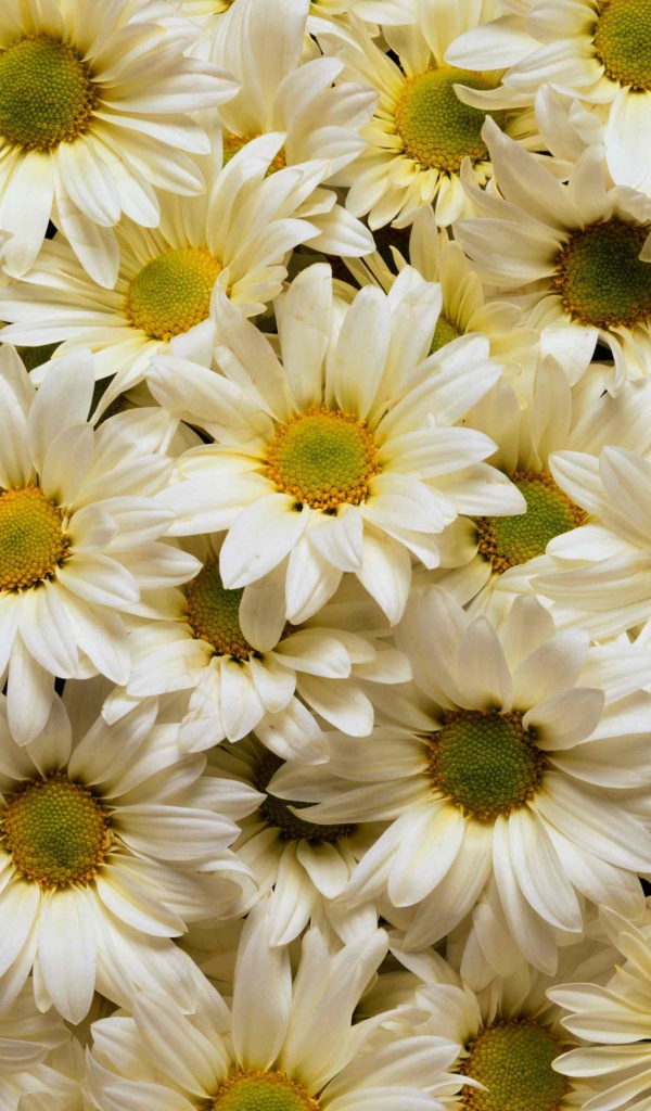 Много белых хризантем с желтыми серединками