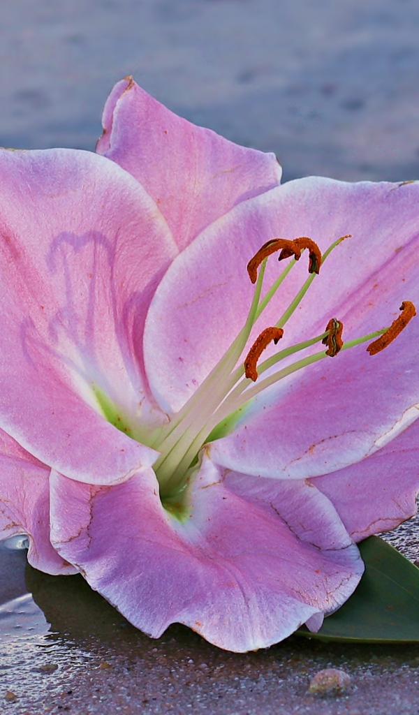 Розовая лилия на песке