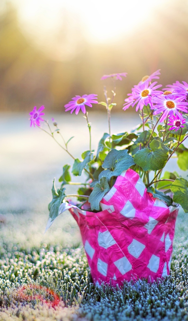 Горшок с розовыми цветами стоит на покрытой инеем траве на рассвете