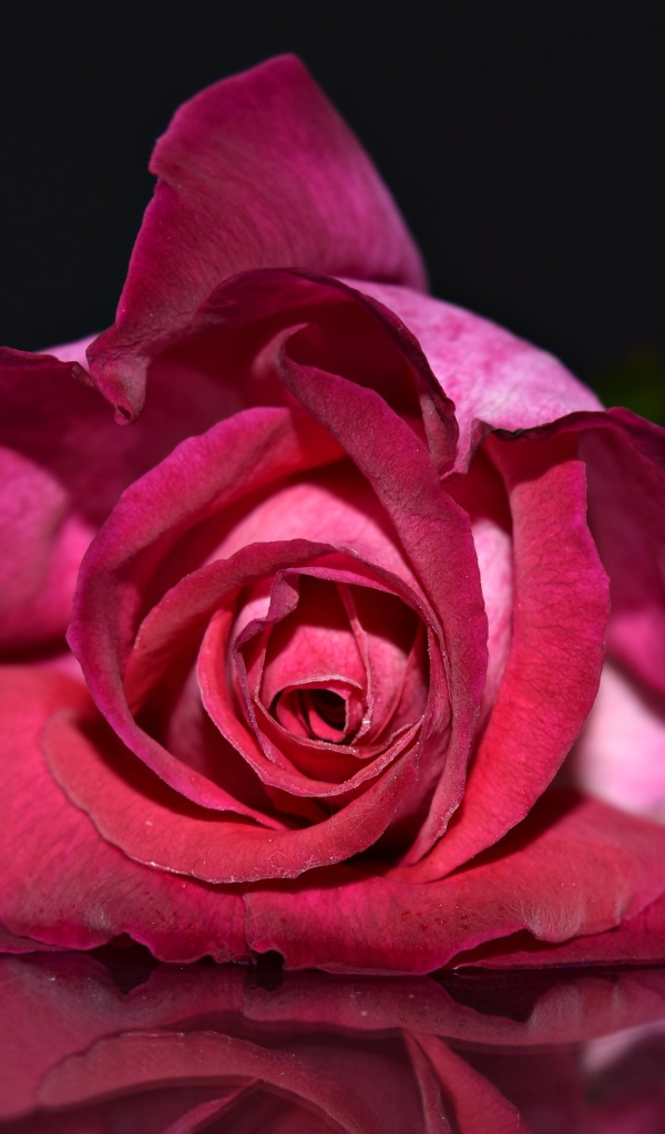 Красная роза лежит на зеркальной поверхности