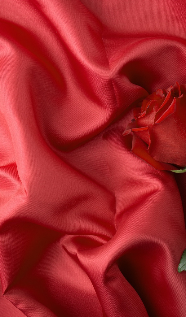 Красная роза лежит на красном шелковом покрывале