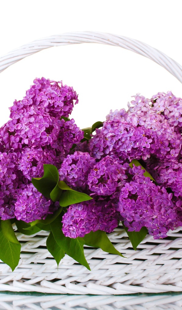 Корзина цветов сирени на белом фоне