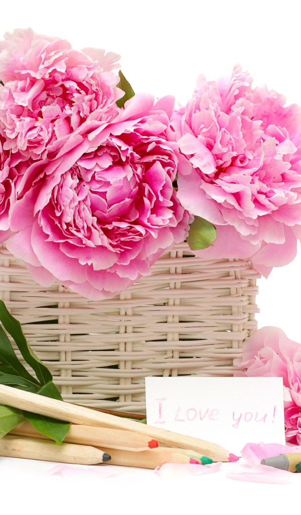 Корзина розовых пионов с карандашами на белом фоне