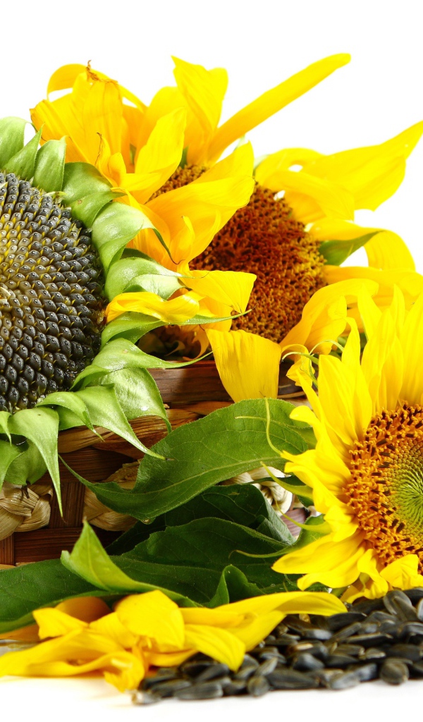 Корзина с подсолнухами на белом фоне с семечками 