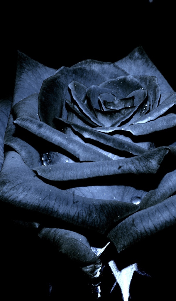 Красивая черная роза