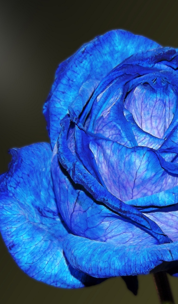 Красивая синяя роза с нежными лепестками