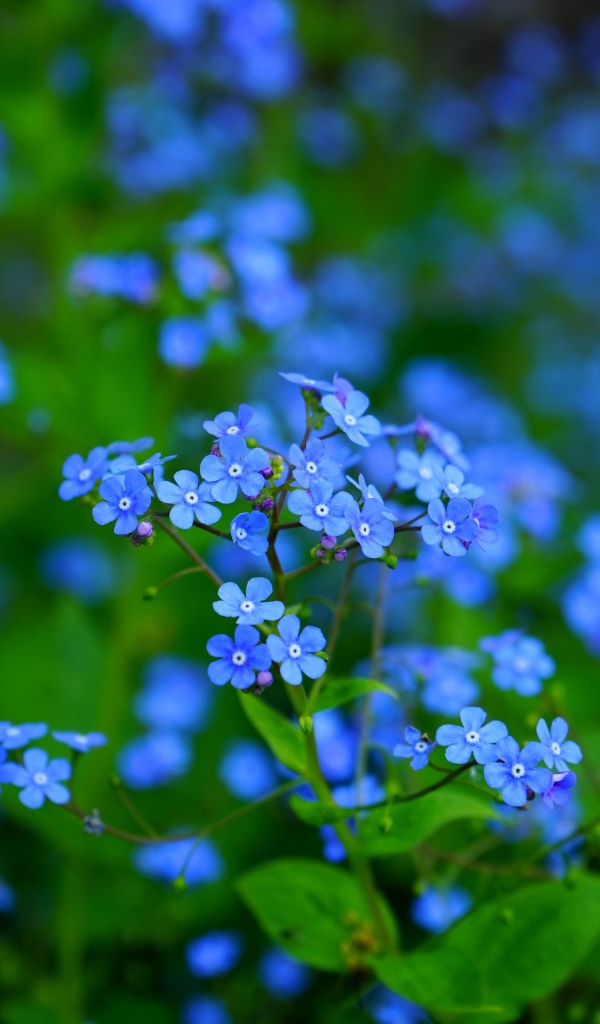 Красивые голубые маленькие цветы незабудки