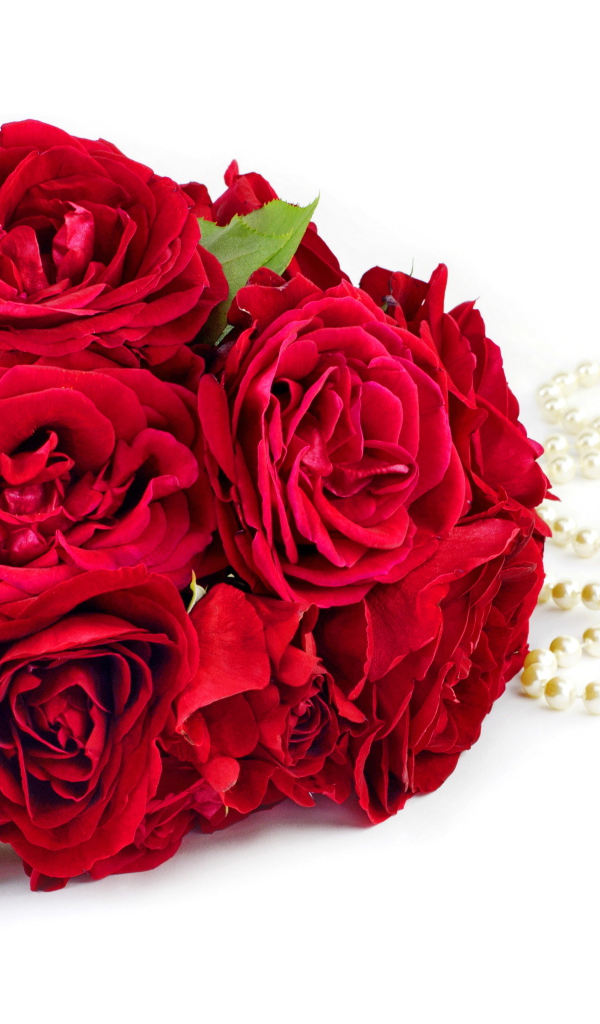 Красивый букет красных роз с бусами на белом фоне