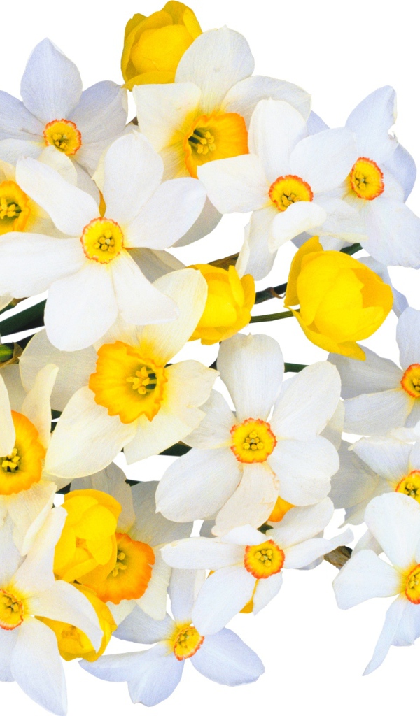 Красивый букет белых нарциссов с желтыми лютиками на белом фоне