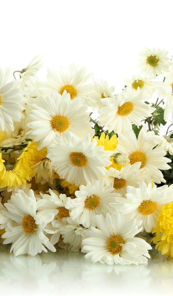 Красивый букет желтых и белых хризантем на белом фоне
