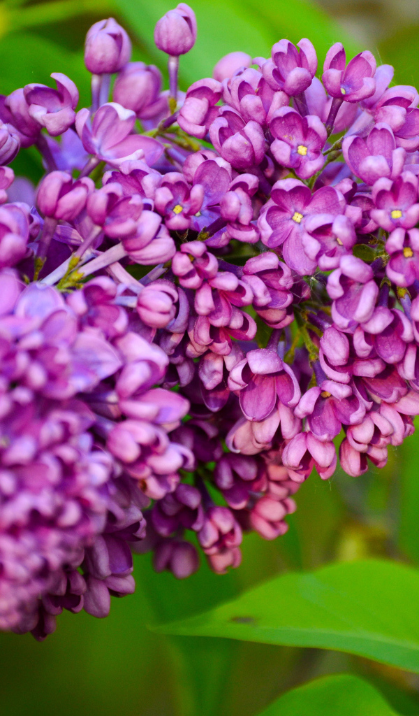 Красивая ветка весенней сирени