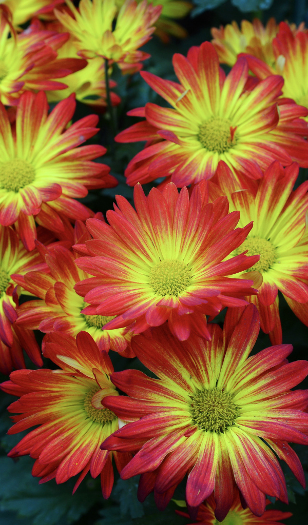 Красивые яркие осенние цветы хризантемы