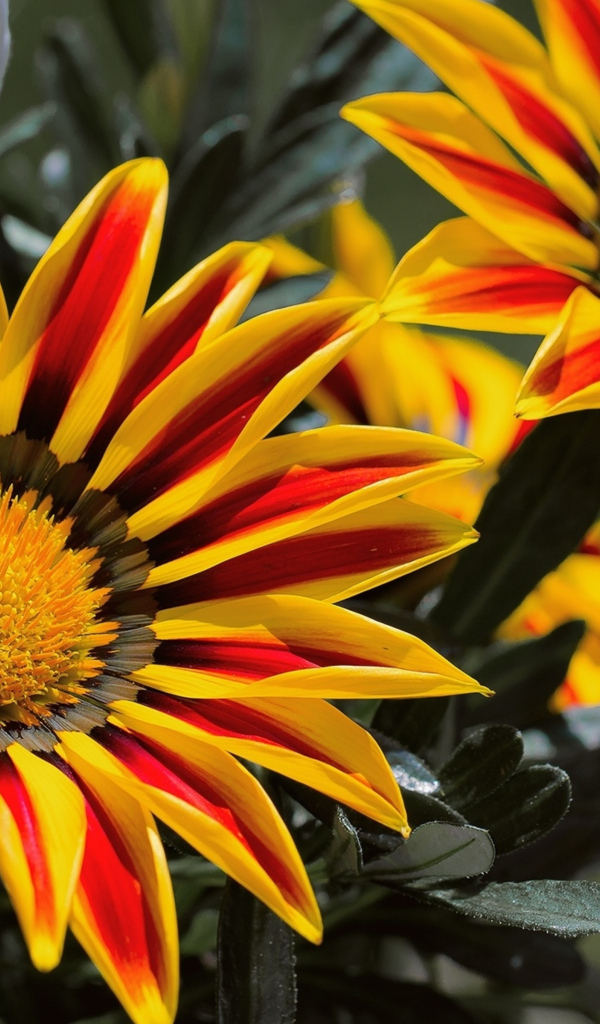 Красивые яркие цветы газания