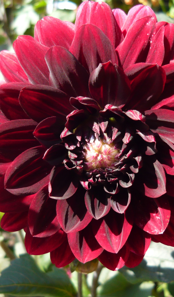 Красивая бордовый цветок георгина крупным планом