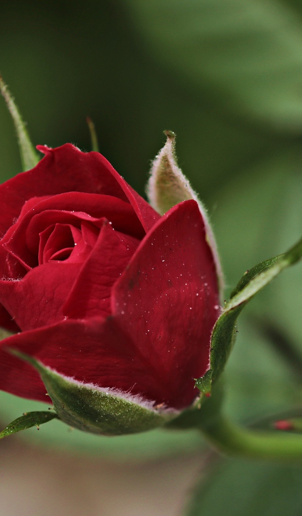 Красивая бордовая роза с бутонами вблизи