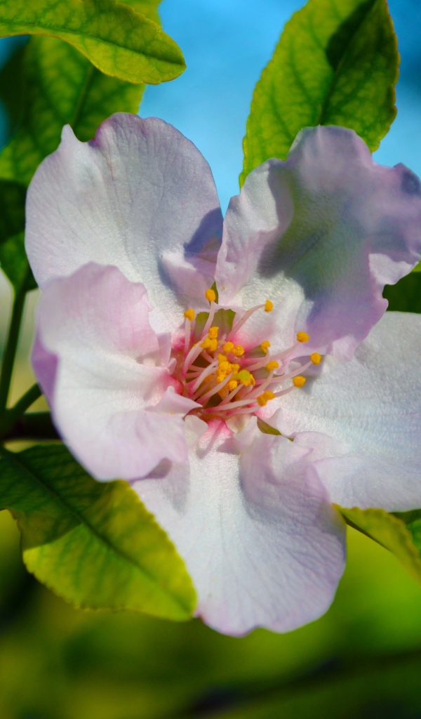 Красивый нежный цветок яблони с зелеными листьями