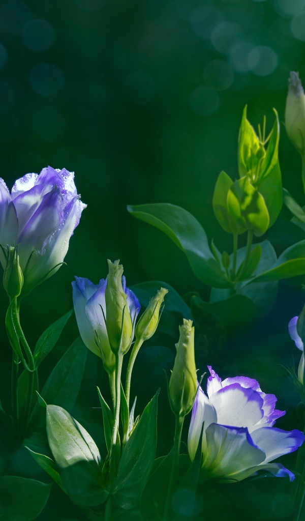 Красивые нежные цветы эустома