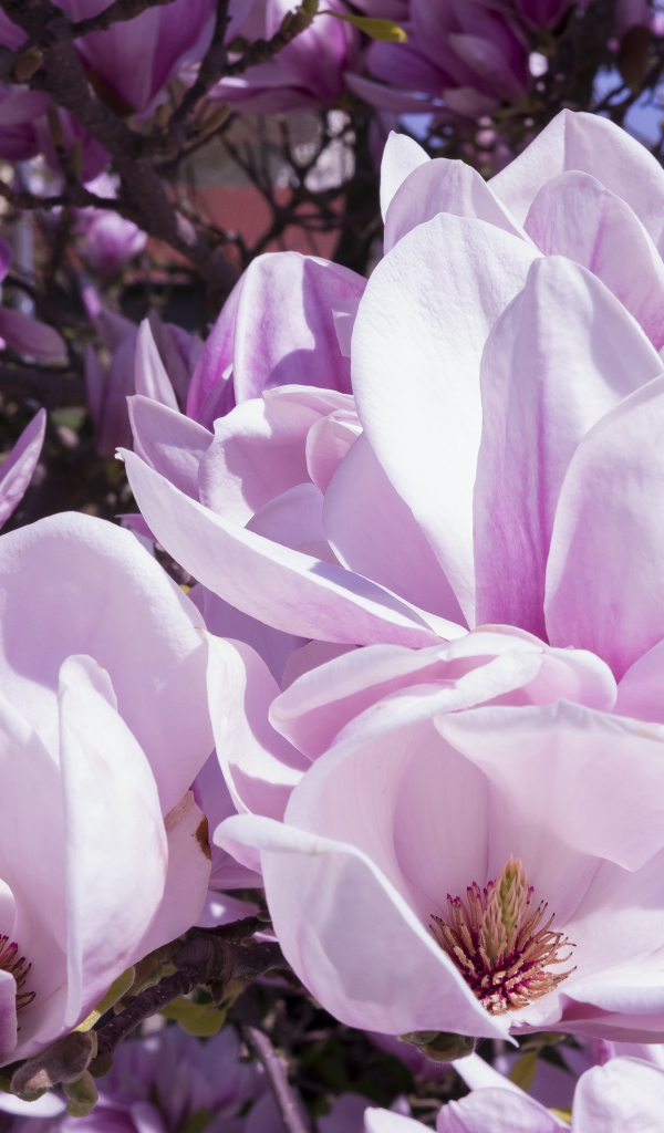 Красивые нежные крупные розовые цветы магнолии 