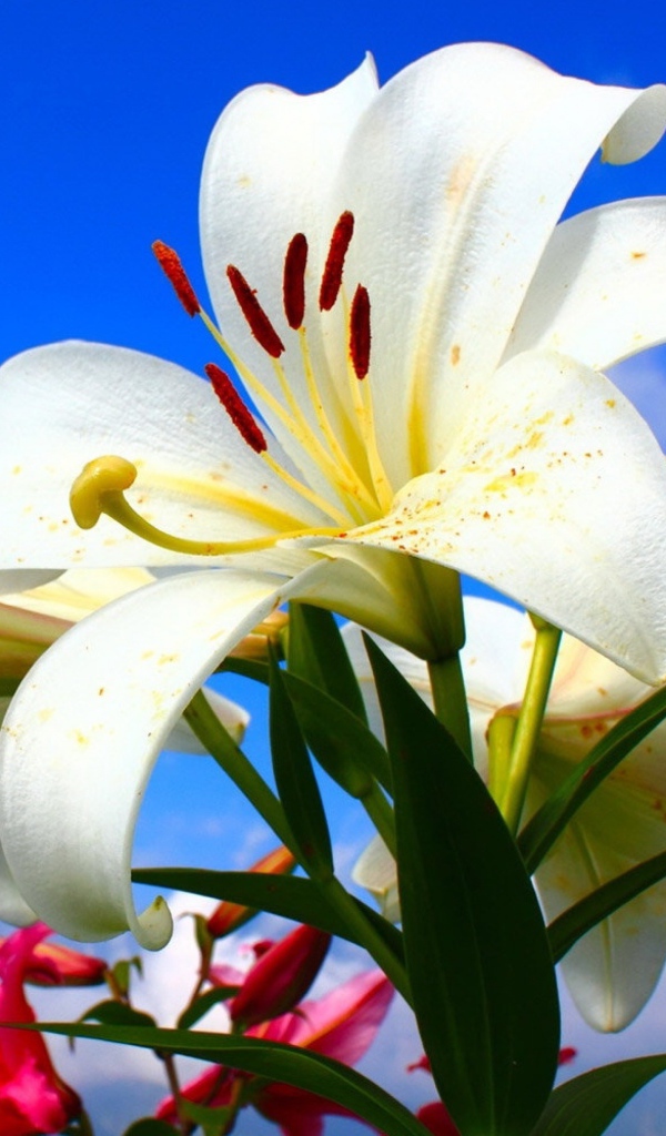 Красивые нежные белые лилии на голубом фоне 